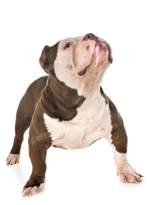 Preview: male american bully
