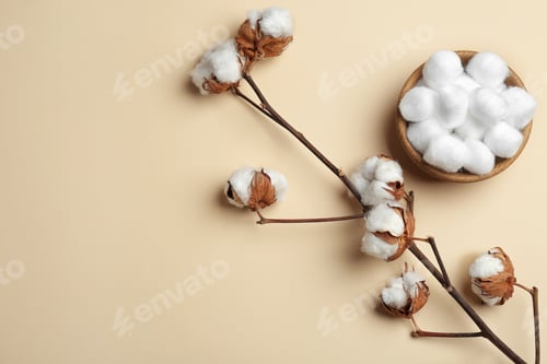 Preview: Branch with fluffy flowers and cotton balls in bowl on color background, flat lay. Space for text