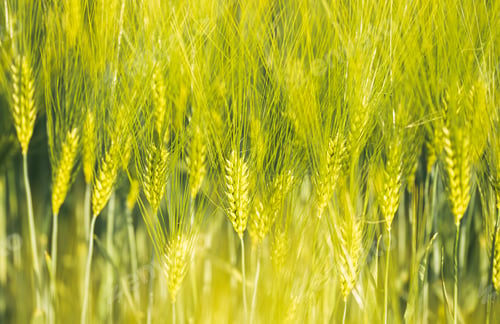 Preview: Green wheat on the field in spring. Selective focus, shallow DOF background.