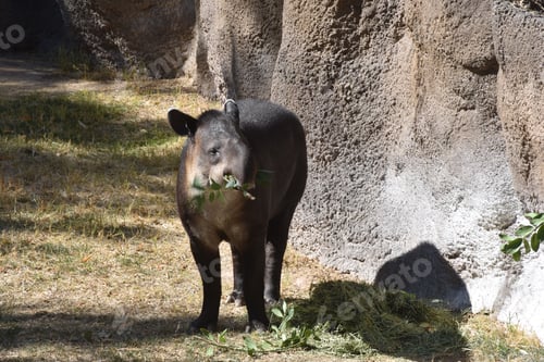 Preview: Closeup shot of a Mountain tapir eating a branch with leaves