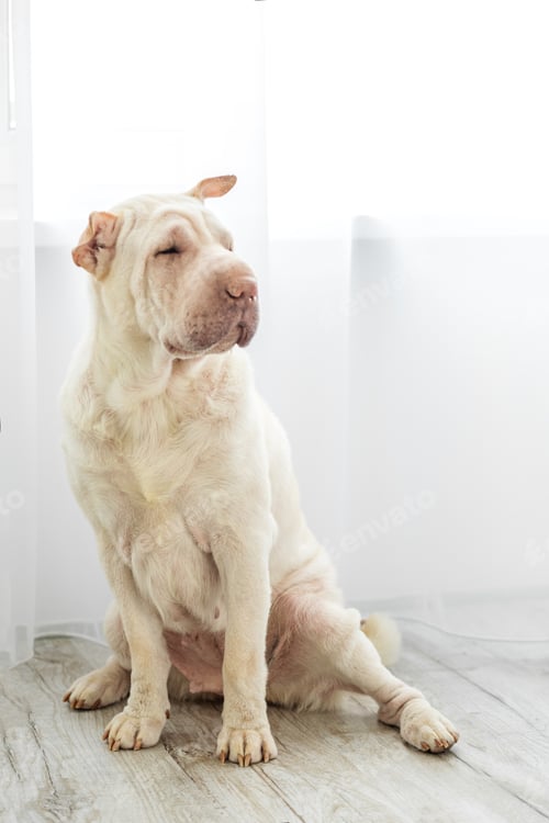 Preview: Adult Dog Sharpei. The concept of pets, a friend.