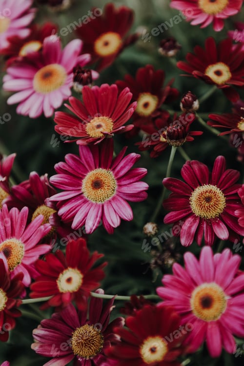 Preview: Daisy flowers red and purple colored