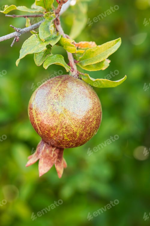 Preview: Fresh organic fruit; pomegranate tree. Natural agriculture.