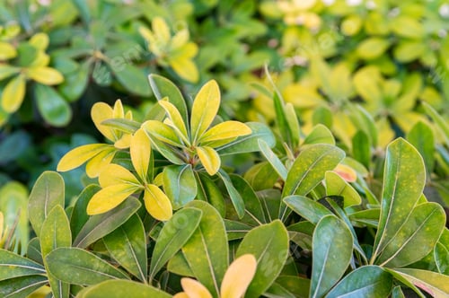 Preview: Close up Schefflera green and yellow leaves in sunny day