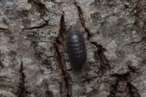 Preview: Top view of a black woodlouse on a tree trunk