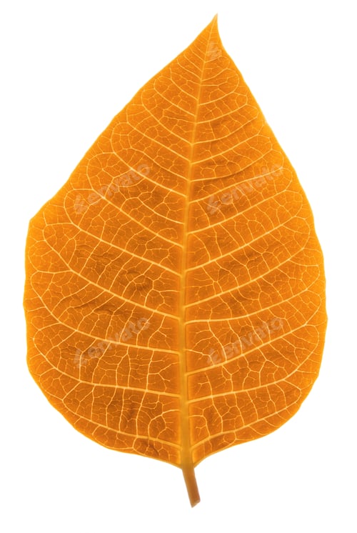 Preview: Autumn leaf