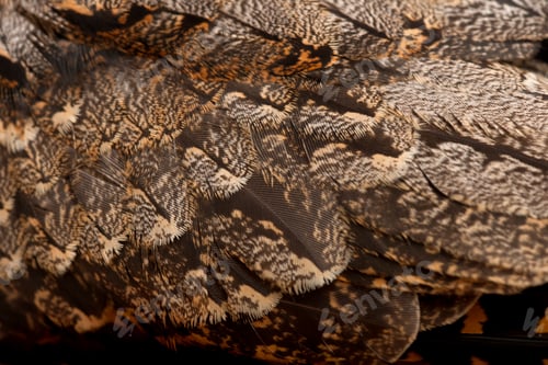 Preview: European Nightjar, or just Nightjar, Caprimulgus europaeus, close up
