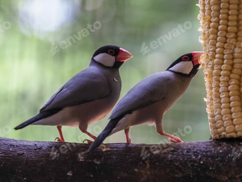 Preview: two little bird