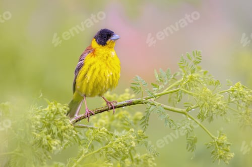 Preview: Black Headed Bunting perched in herb in breeding habitat