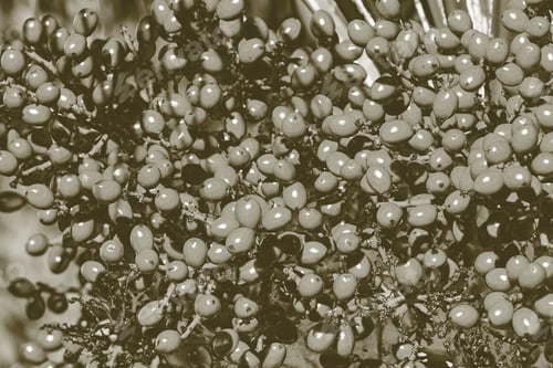 Preview: Gray Natural Abstract Textured Background From Fruits Of A Date Palm Tree