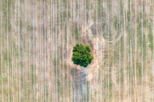 einsamer Baum