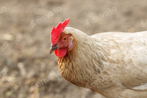 Preview: Close-Up of White Chicken in Farmyard. Farming.