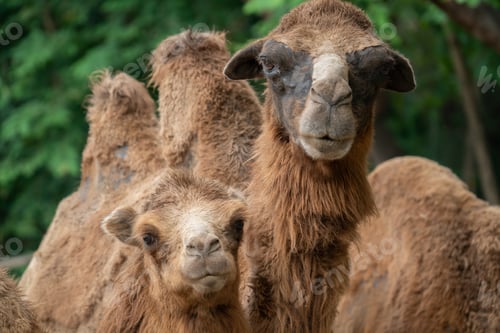 Preview: young domestic bactrian Camel