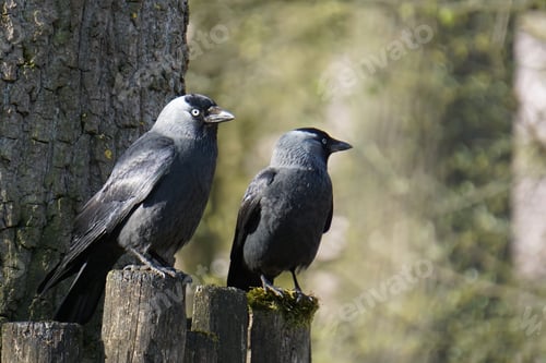 Preview: Closeup shot of western jackdaws