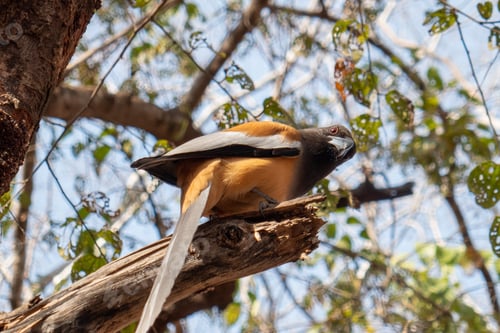Preview: Rufous Treepie bird spotted in Ranthambore National Park, India, during a safari