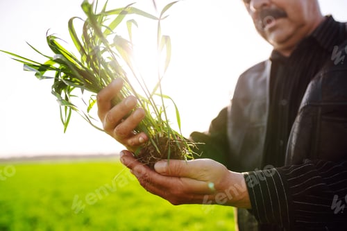 Preview: Young green wheat sprout in the hands of a farmer. Agriculture, gardening or ecology concept.