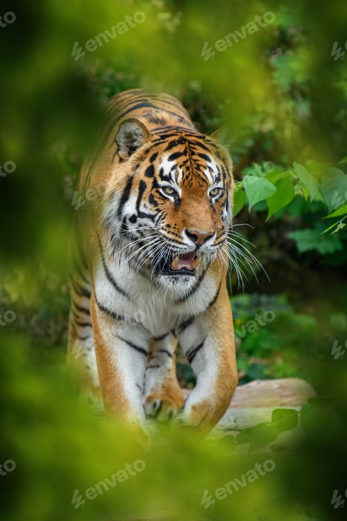 Preview: Tiger, wild animal in the natural habitat