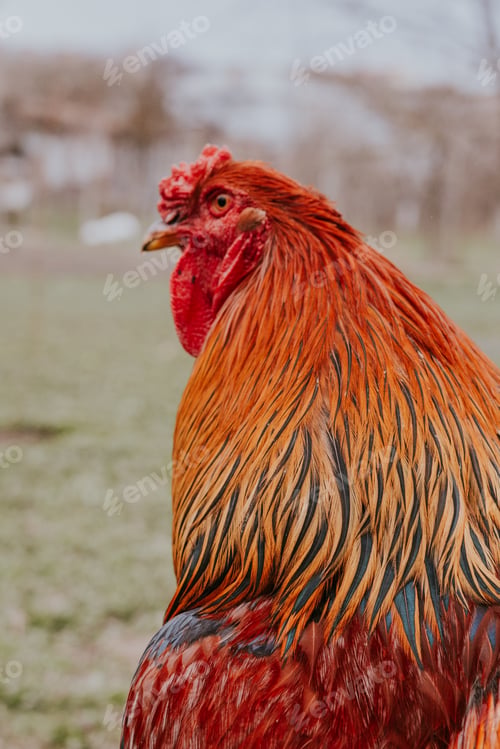 Preview: Cute close up of a chicken in the garden