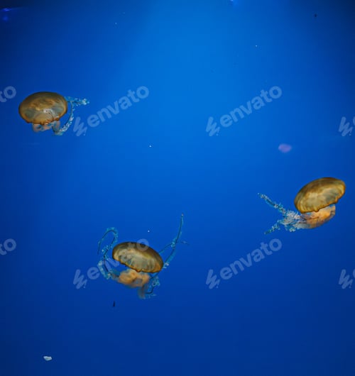 Preview: underwater photos of jellyfish chrysaora fuscescens jellyfish pacific sea nettle