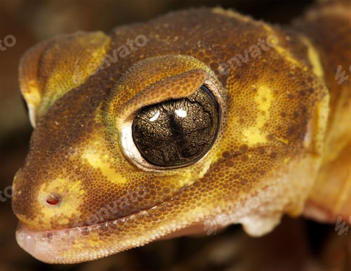 Preview: brown gecko