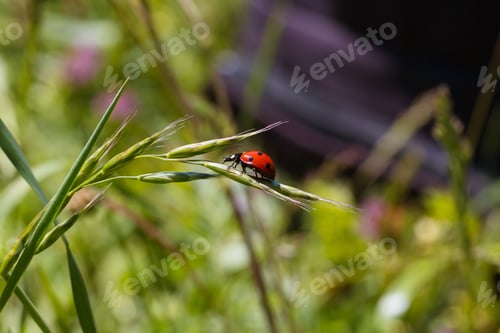 Preview: Ladybug running along on blade of green grass. Beautiful nature