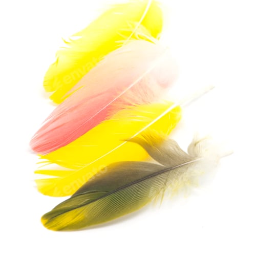 Preview: bird feathers isolated