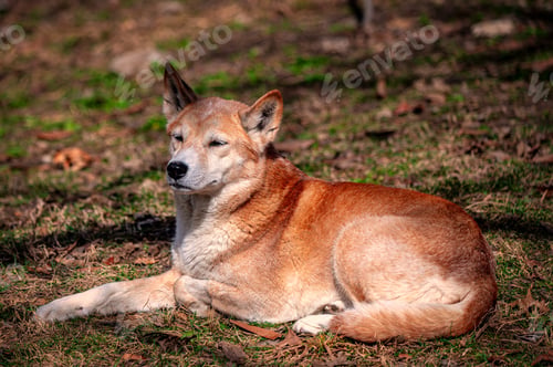 Preview: Close-up of Shiba Inu at a zoo