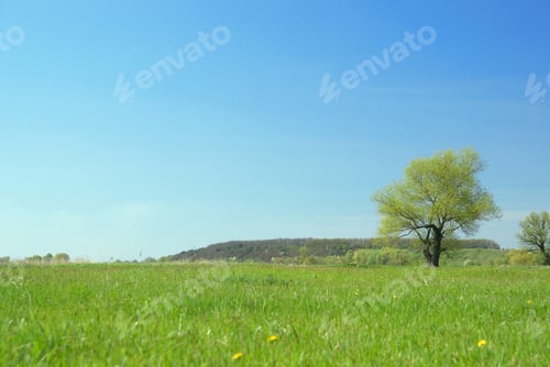 Scenic Field With Trees and Clear Blue Skies