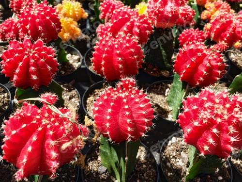 Preview: Red Top Cactus, Moon Cactus, Ruby Ball Cactus
