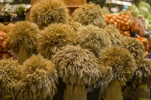 Preview: bundles of ears of cereals (wheat, rye, barley, oats) at an agriculture food fair