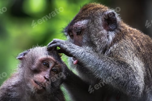 Preview: Macaques engaging in classic grooming behavior in Ubud Monkey Forest, Bali, Indonesia