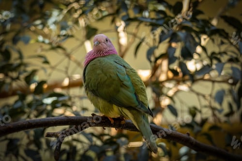 Preview: A Pink-headed fruit dove bird standing on a branch of a tree