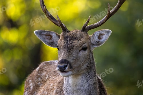 Preview: Closeup of the male Fallow deer in the forest. Dama dama.