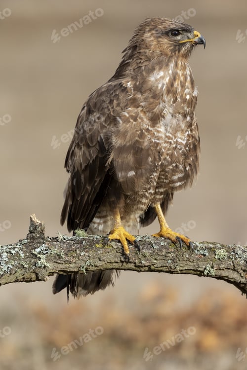 Preview: Vertical selective focus shot of a common buzzard perched on a log