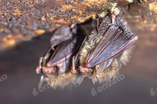 Preview: Hibernating long-eared bats in a cold cellar