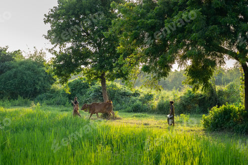 Preview: Indian women working in the field herding a cow