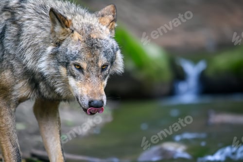 Preview: Gray wolf, Canis lupus, in the summer light, in the forest