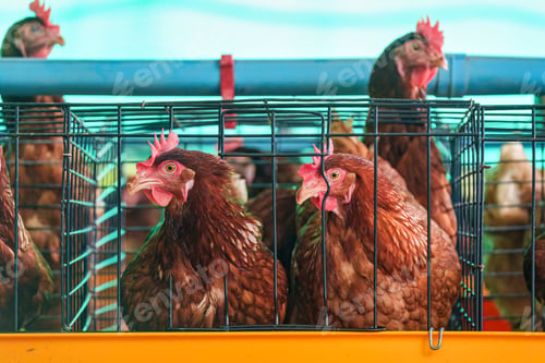 Preview: Chicken poultry farming for meat and eggs production in coop