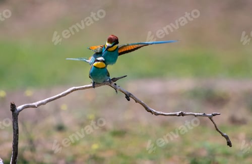 Preview: European bee eater, Merops apiaster. Common bee-eater. Close-up