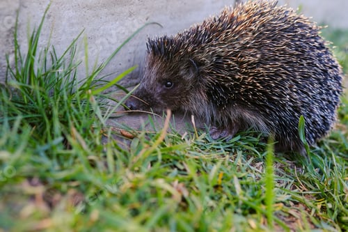Preview: Closeup of a cute hedgehog perched on lush green grass