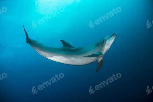 Preview: Wild dolphin swimming, San Benedicto, Revillagigedo, Mexico