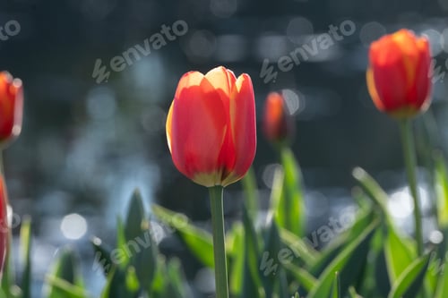 Preview: Closeup of a lush field of red tulips in full bloom, with a blurry background