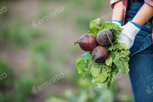 Preview: close-up partial view of farmer holding fresh organic beetroots