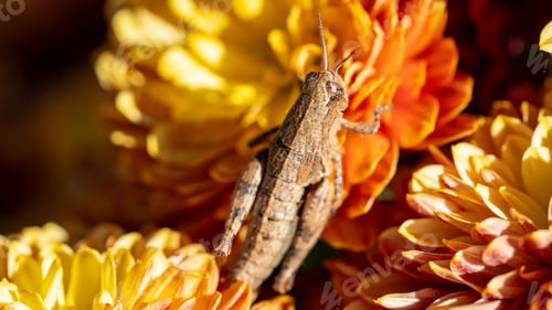 Preview: Grasshopper on vibrant flowers