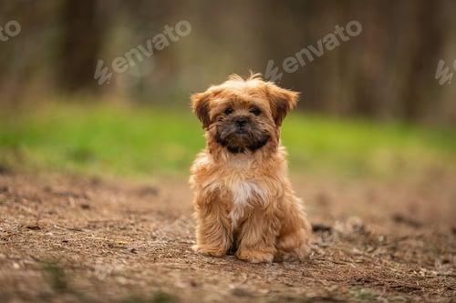 Preview: Close-up of a shorkie tzu domestic dog outdoors