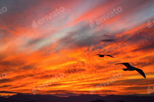 Preview: Sunset On The Big Red Sky With Clouds And With Two Seagull In The Foreground