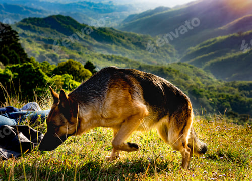 Preview: Closeup shot of a german shepherd sniffing the mountain during sunrise