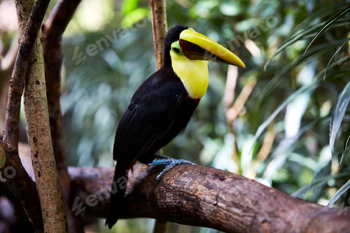 Preview: Beautiful toucan sitting on tree