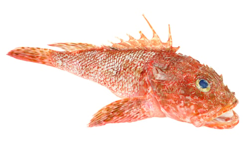 Preview: Red Scorpionfish prepared seafood isolated on white background