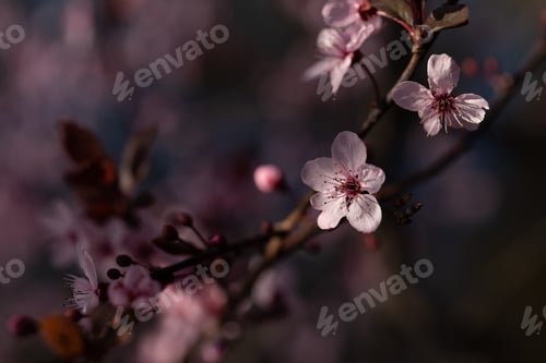 Preview: Plants white blossoms